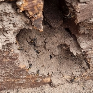 Camponotus aeneopilosus at Copmanhurst, NSW - suppressed