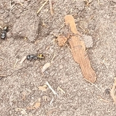 Camponotus aeneopilosus at Copmanhurst, NSW - suppressed
