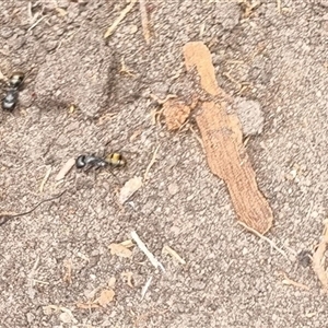 Camponotus aeneopilosus at Copmanhurst, NSW - suppressed