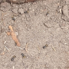 Camponotus aeneopilosus at Copmanhurst, NSW - suppressed