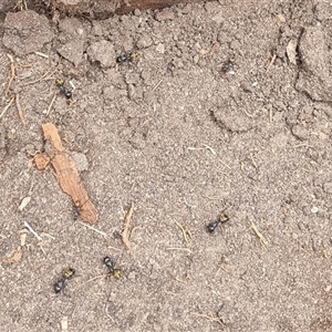 Camponotus aeneopilosus at Copmanhurst, NSW - suppressed