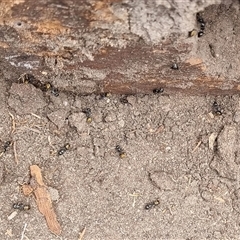 Camponotus aeneopilosus at Copmanhurst, NSW - suppressed