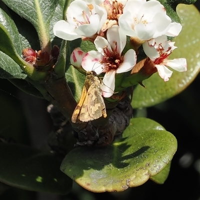 Ocybadistes walkeri (Green Grass-dart) at Gerroa, NSW - 8 Apr 2025 by RAllen
