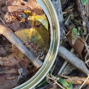 Camponotus intrepidus at Copmanhurst, NSW - suppressed