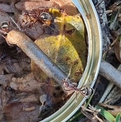 Camponotus intrepidus at Copmanhurst, NSW - suppressed