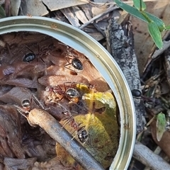 Camponotus intrepidus at Copmanhurst, NSW - suppressed