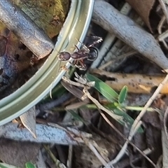 Camponotus intrepidus at Copmanhurst, NSW - suppressed