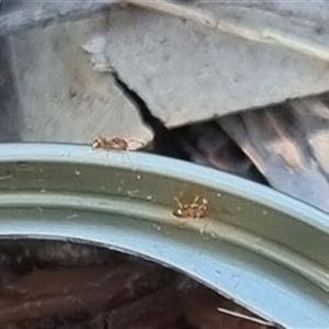 Formicidae (family) at Copmanhurst, NSW - suppressed
