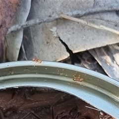 Formicidae (family) at Copmanhurst, NSW - suppressed