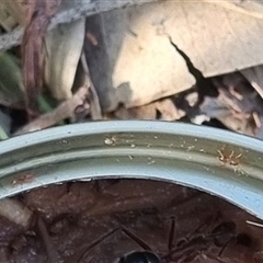 Formicidae (family) at Copmanhurst, NSW - suppressed