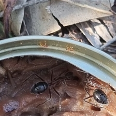 Formicidae (family) at Copmanhurst, NSW - suppressed