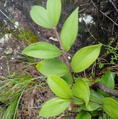 Rhodamnia rubescens (Scrub Turpentine, Brown Malletwood) at Moollattoo, NSW - 24 Apr 2025 by plants