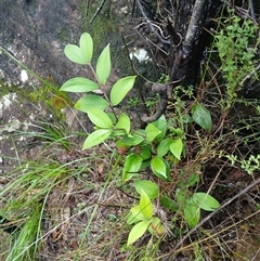 Rhodamnia rubescens at Moollattoo, NSW - 24 Apr 2025 10:36 AM