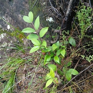 Rhodamnia rubescens at Moollattoo, NSW - 24 Apr 2025 10:36 AM