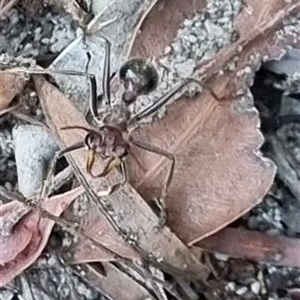 Myrmecia sp. (genus) at Copmanhurst, NSW - suppressed
