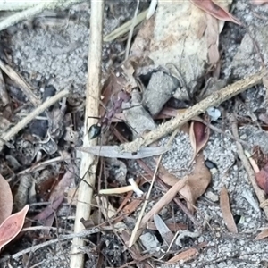 Myrmecia sp. (genus) at Copmanhurst, NSW - suppressed