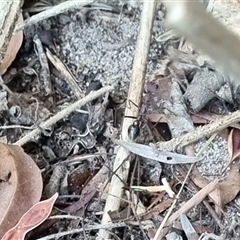 Myrmecia sp. (genus) at Copmanhurst, NSW - suppressed
