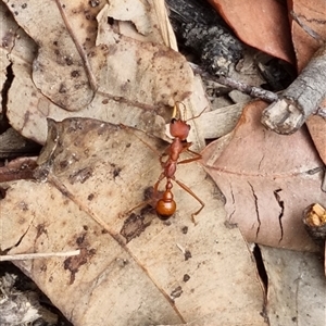 Myrmecia gulosa at suppressed - suppressed