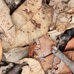 Myrmecia gulosa at suppressed - suppressed