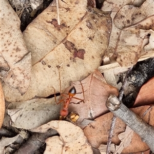 Myrmecia gulosa at suppressed - suppressed