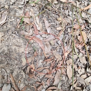 Myrmecia gulosa at suppressed - suppressed