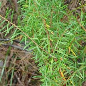 Hibbertia stricta subsp. stricta at Moollattoo, NSW - 24 Apr 2025 11:10 AM