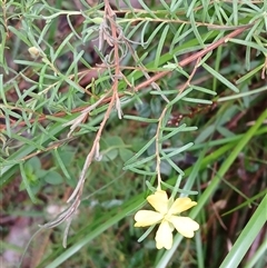 Hibbertia stricta subsp. stricta at Moollattoo, NSW - 24 Apr 2025 11:10 AM