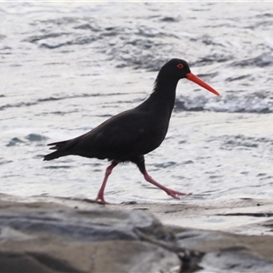Haematopus fuliginosus at Gerroa, NSW - suppressed