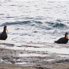 Haematopus fuliginosus at Gerroa, NSW - suppressed