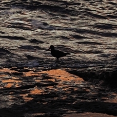 Haematopus fuliginosus at Gerroa, NSW - suppressed