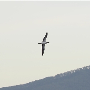 Morus serrator at Gerroa, NSW - 10 Apr 2025 04:58 PM
