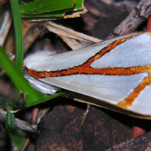 Thalaina angulosa at Bolivia, NSW - suppressed