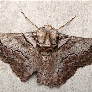 Hypobapta percomptaria at Rosedale, NSW - 24 Apr 2025 08:46 PM