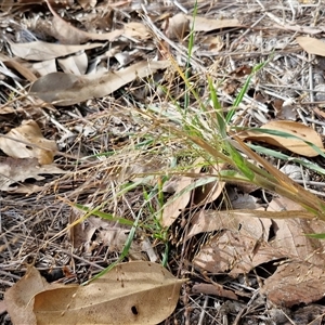 Panicum effusum at Goulburn, NSW - 26 Apr 2025 09:11 AM