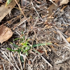 Panicum effusum at Goulburn, NSW - 26 Apr 2025 09:11 AM