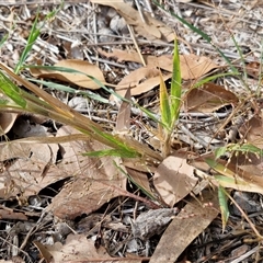 Panicum effusum at Goulburn, NSW - 26 Apr 2025 09:11 AM