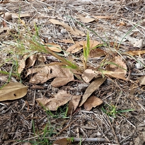 Panicum effusum at Goulburn, NSW - 26 Apr 2025 09:11 AM