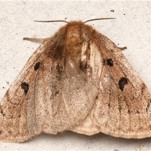 Anthela ocellata at Rosedale, NSW - 24 Apr 2025 08:47 PM