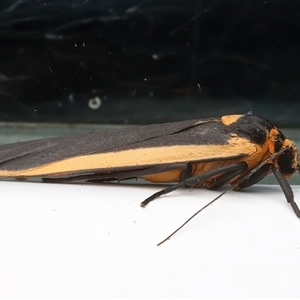 Brunia replana at Rosedale, NSW - 24 Apr 2025 09:25 PM