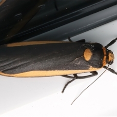 Brunia replana at Rosedale, NSW - 24 Apr 2025 09:25 PM