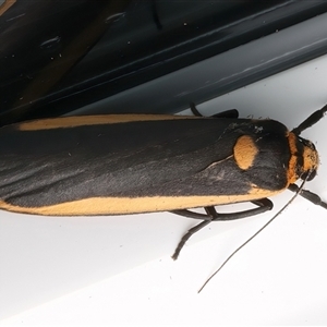 Brunia replana at Rosedale, NSW - 24 Apr 2025 09:25 PM