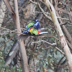Platycercus eximius at Thurgoona, NSW - 26 Apr 2025 08:16 AM