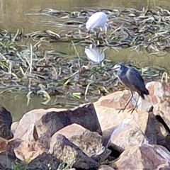 Egretta novaehollandiae at Goulburn, NSW - 26 Apr 2025 08:59 AM