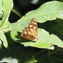 Heteronympha banksii at Jamberoo, NSW - 11 Apr 2025 by RAllen