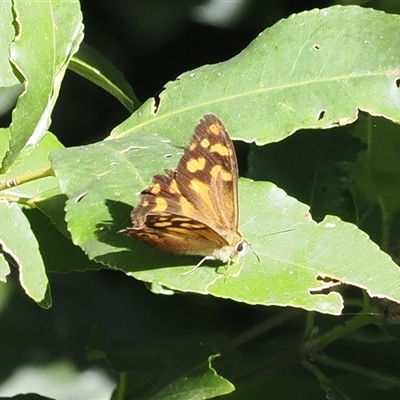 Heteronympha banksii at Jamberoo, NSW - 11 Apr 2025 by RAllen