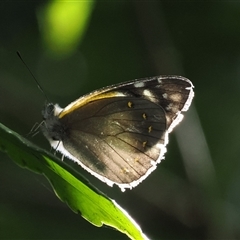 Delias nysa (Yellow-spotted Jezebel) at Jamberoo, NSW - 11 Apr 2025 by RAllen