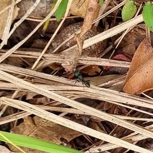 Rhytidoponera metallica at Copmanhurst, NSW - suppressed
