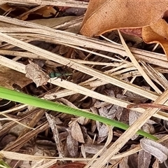 Rhytidoponera metallica at Copmanhurst, NSW - suppressed