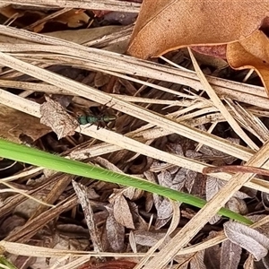 Rhytidoponera metallica at Copmanhurst, NSW - suppressed