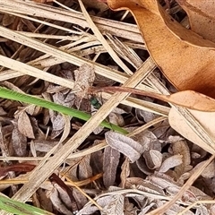 Rhytidoponera metallica at Copmanhurst, NSW - suppressed